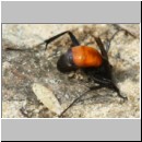 Anoplius infuscatus - Weswespe w001b 9mm beim Nestbau-OS-Hasbergen-Lehmhuegel-det.jpg